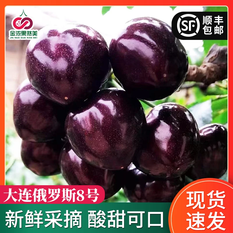 当天采摘大连俄罗斯8号樱桃新鲜顺丰包邮32-36mm2/3斤