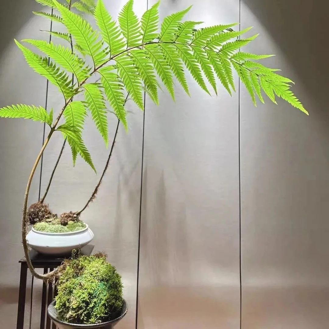 室内绿植基地直发蕨类植物凤尾蕨红磷蕨室内绿植禅意茶台水培好养