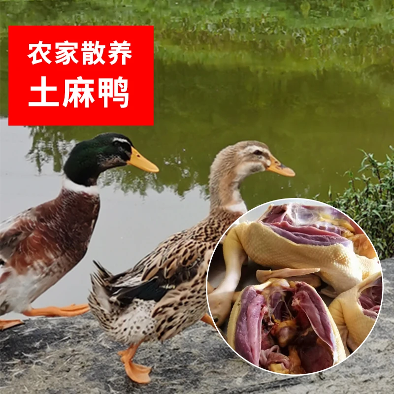 金寨县美羊羊土鸭