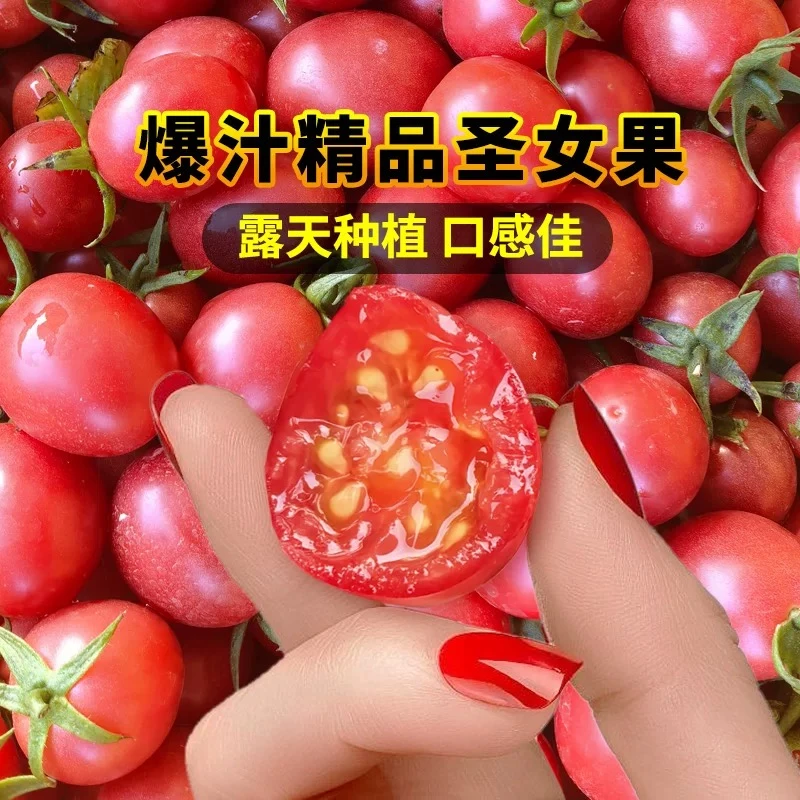 【星选】农家自然熟小番茄圣女果新鲜现摘时令小柿子当季整箱2斤顺丰包邮