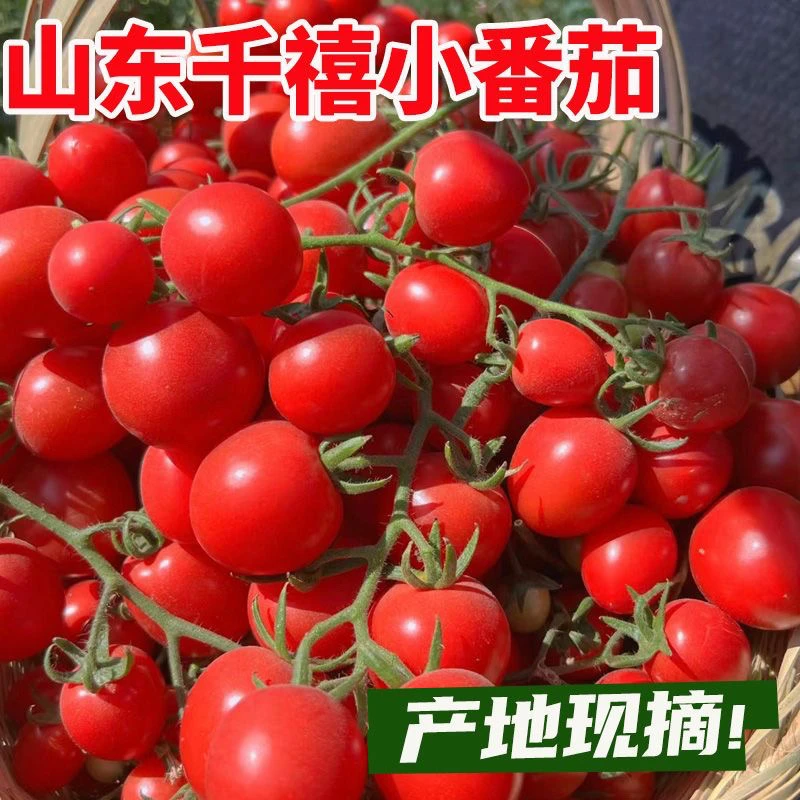 【顺丰包邮】山东千禧小番茄新鲜圣女果樱桃小柿子酸甜可口现摘现发
