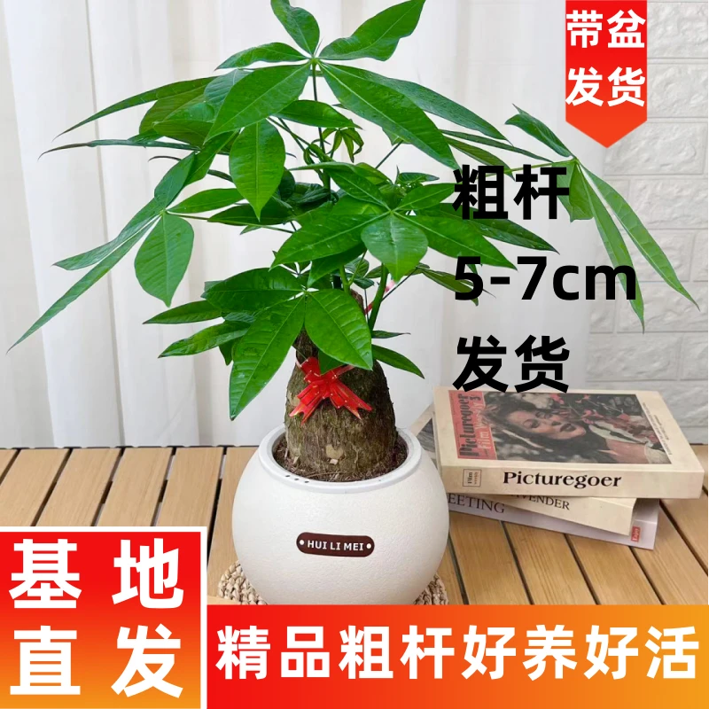 客厅发财树盆栽室内好养观叶四季常青客厅办公桌美观净化空气花卉