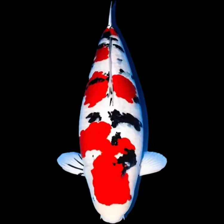 锦鲤活体观赏鱼红白大正昭和白写非写养殖