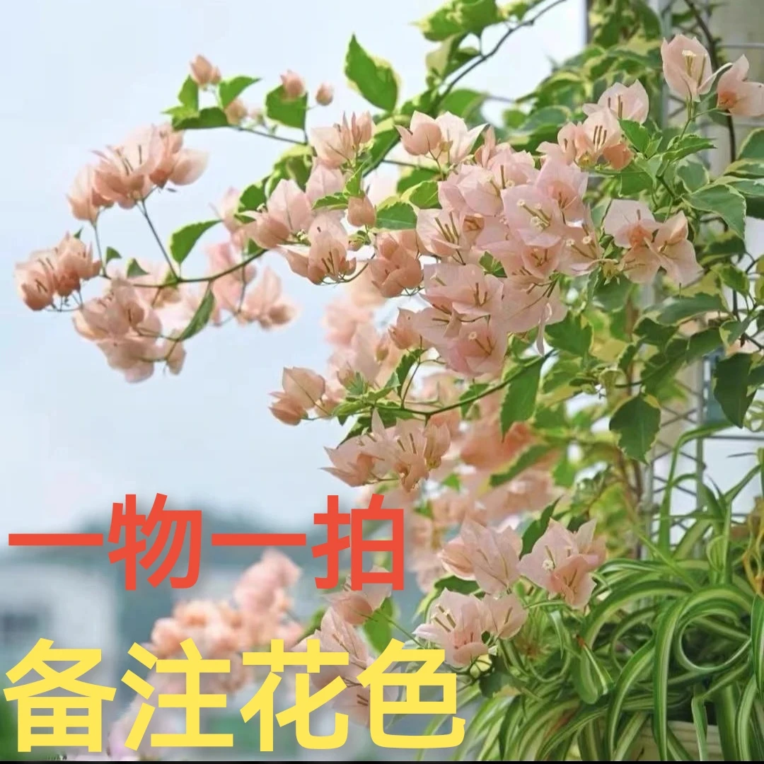 三角梅盆栽.超值组合一物一拍 四季开花（牙签苗无售后介意慎拍）