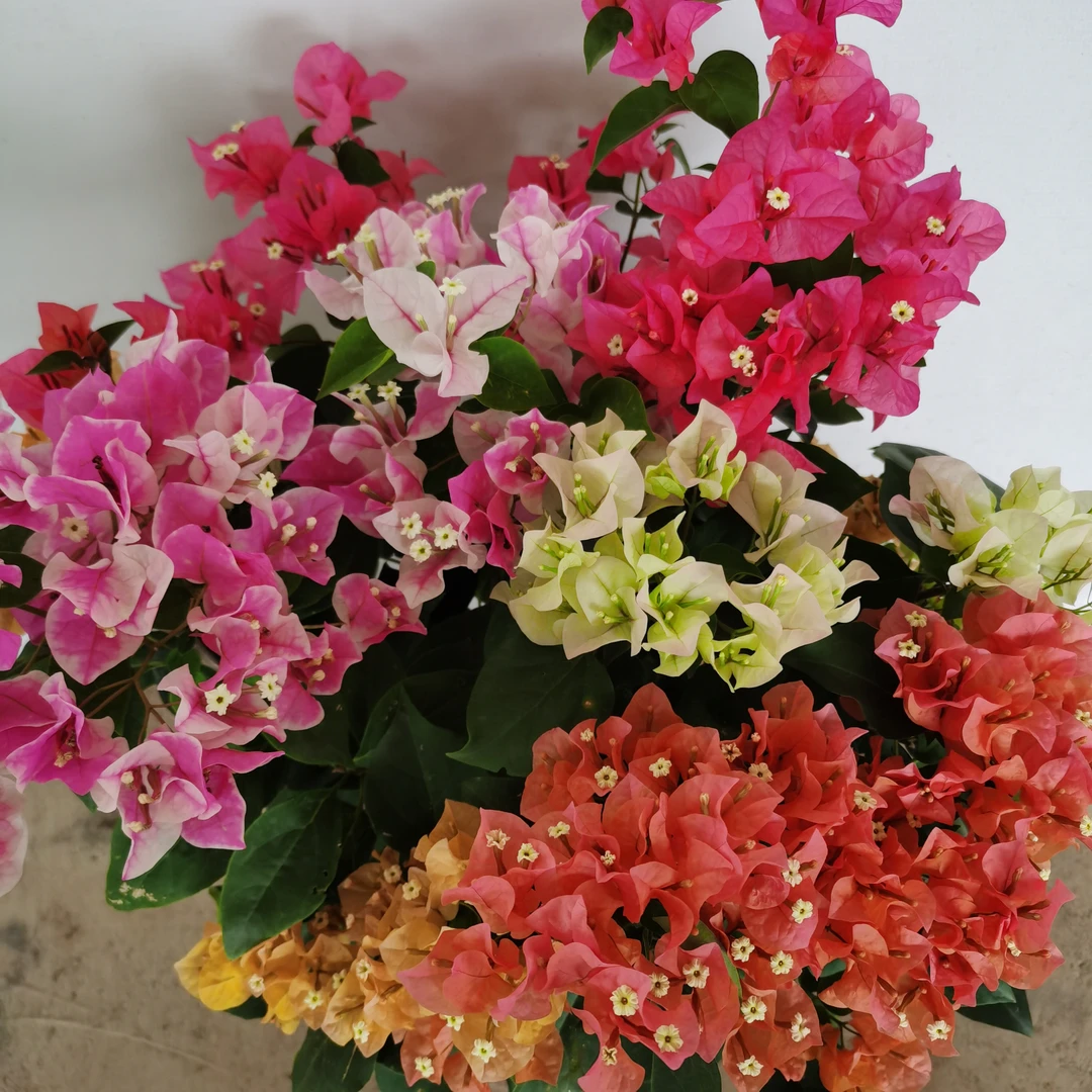 五福临门 多色混搭 一物一拍四季开花