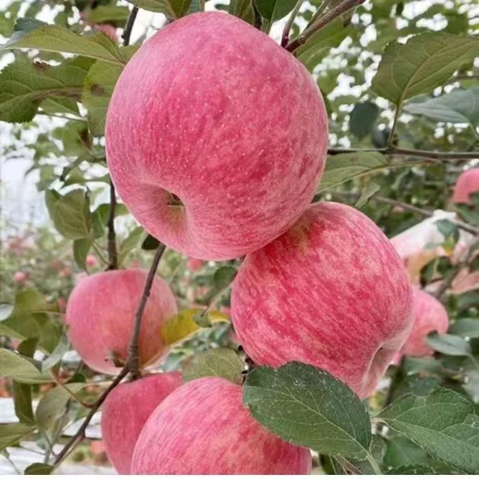 新鲜苹果水果现发红富士