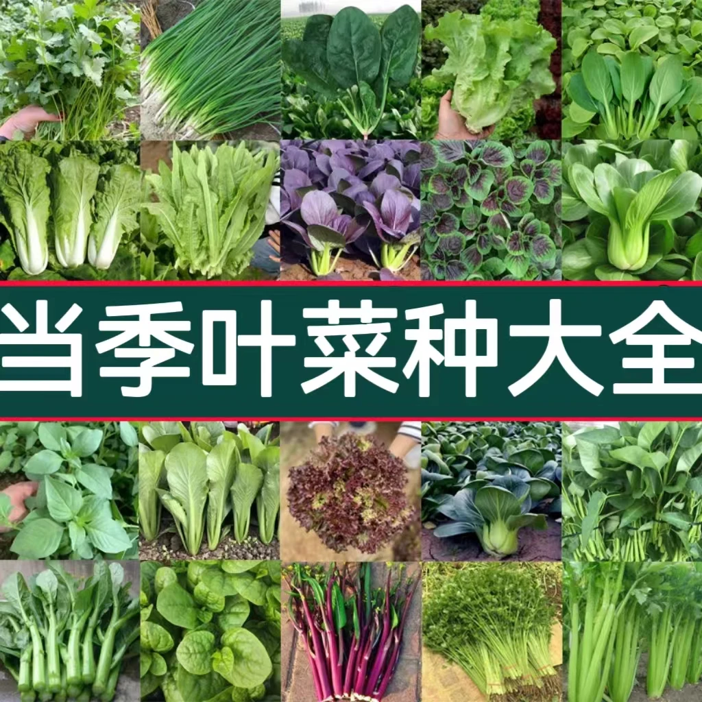 【满5件送肥料】当季蔬菜种子大全 小叶菜种子家庭种植