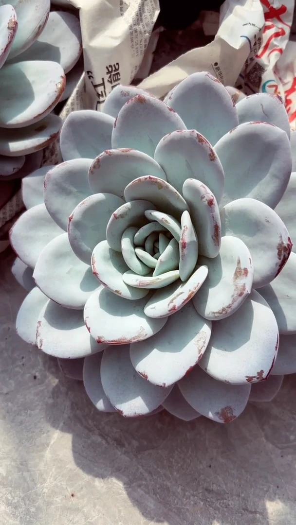 【闪购商品】雪莲大单头一棵发货,