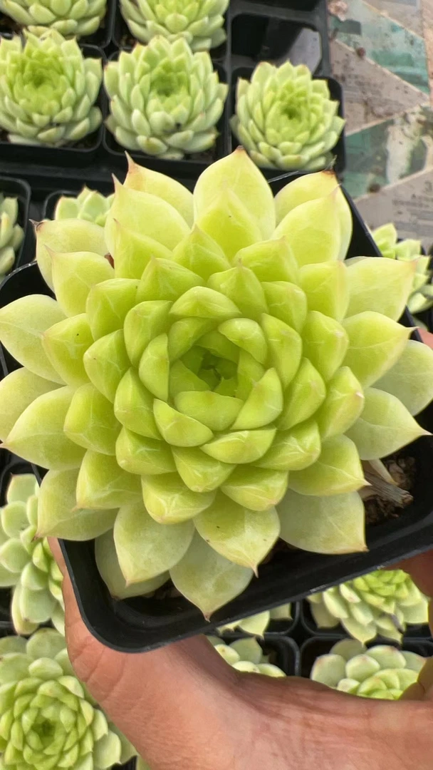 青柠  多肉植物满两单包邮