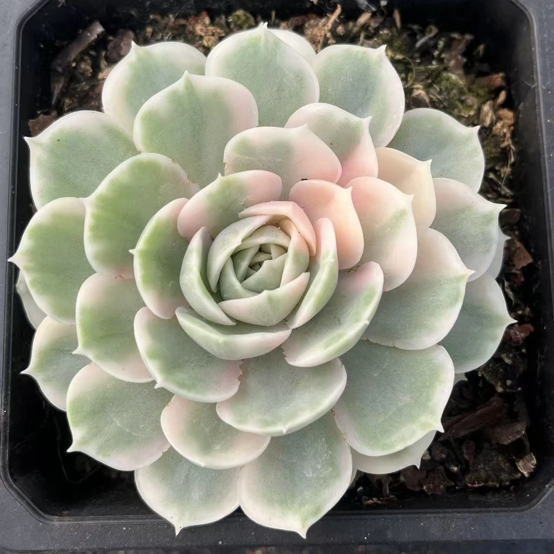 昂斯落锦 多肉植物满两单包邮