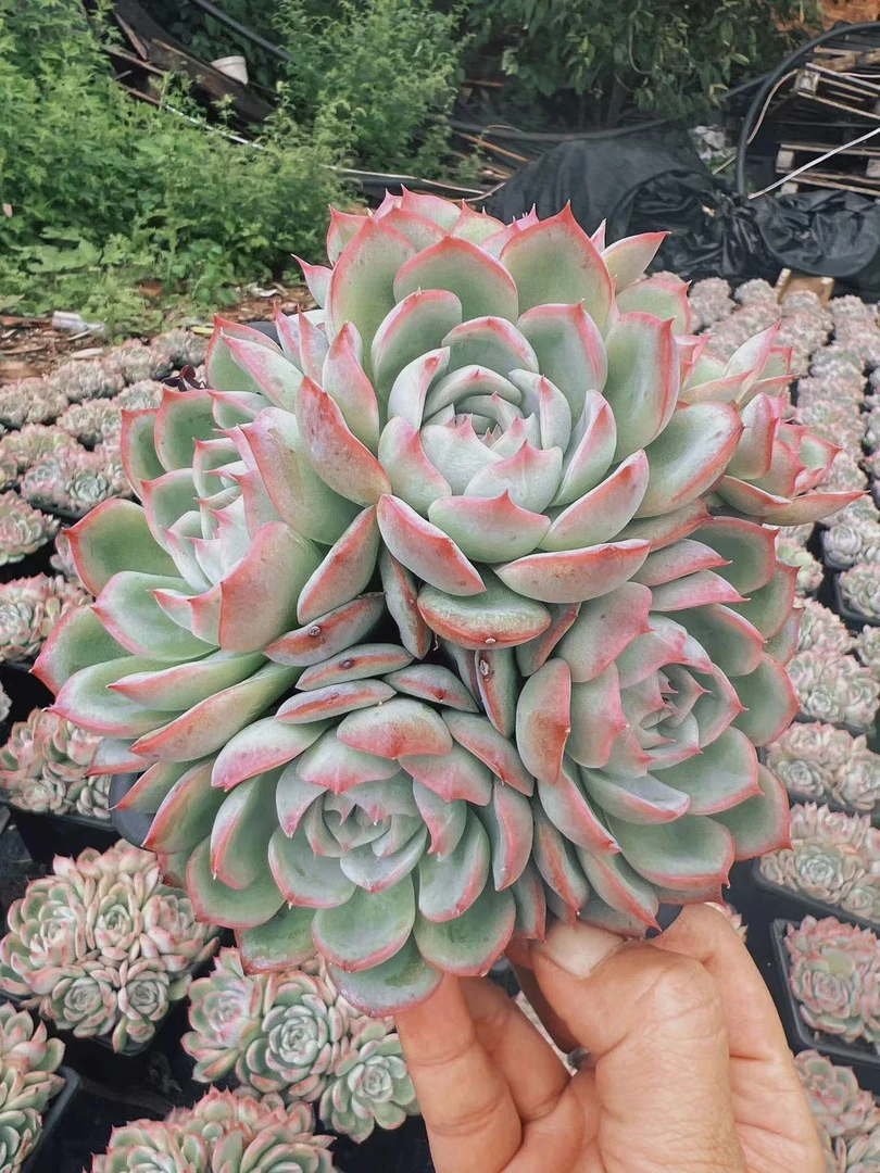 五头起发群生侧影 多肉植物两单包邮