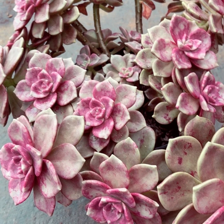 娥肝大群整桩一棵