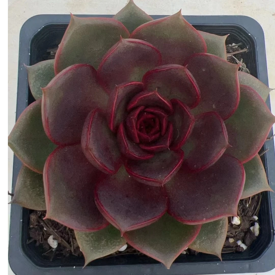 红玫瑰 多肉植物满两单包邮