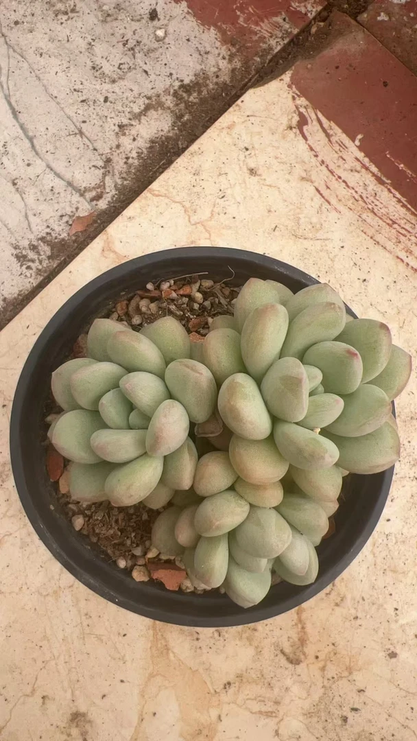 泡泡糖三头起 多肉植物满两单包邮