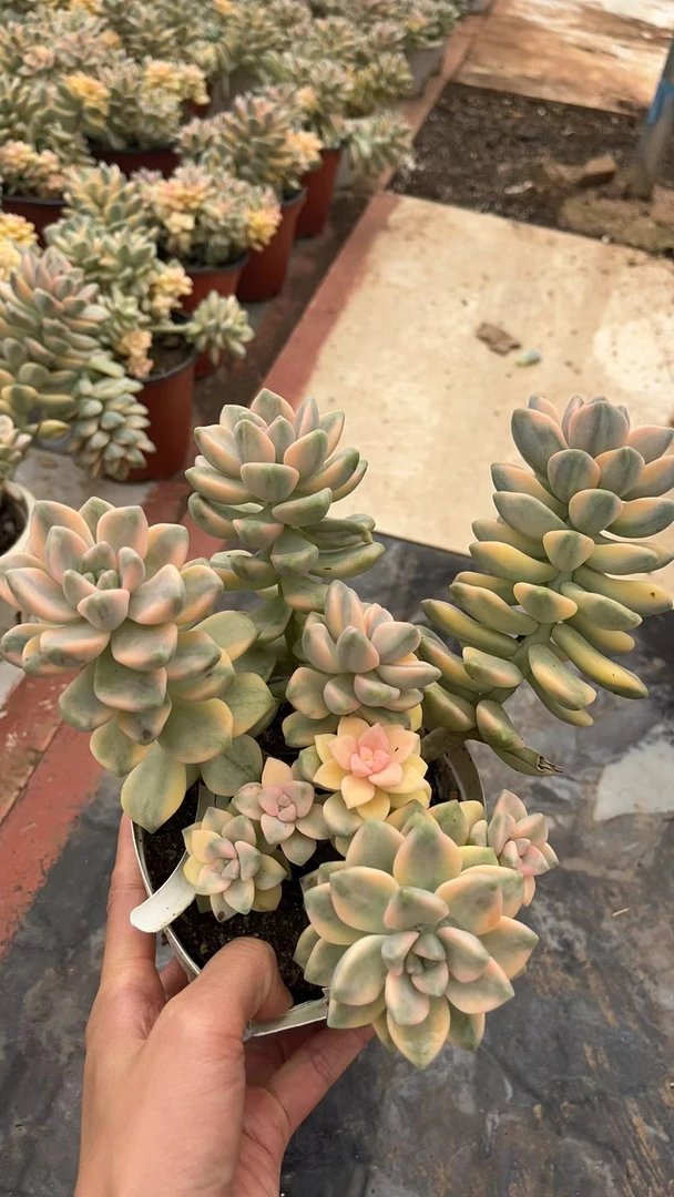 美杏锦整桩有砍　多肉植物两单包邮