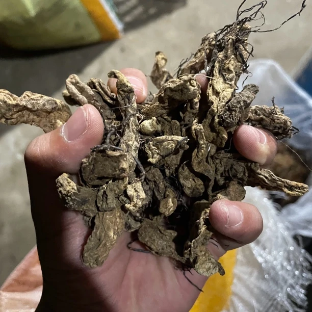 云南 下山 菌丝天麻