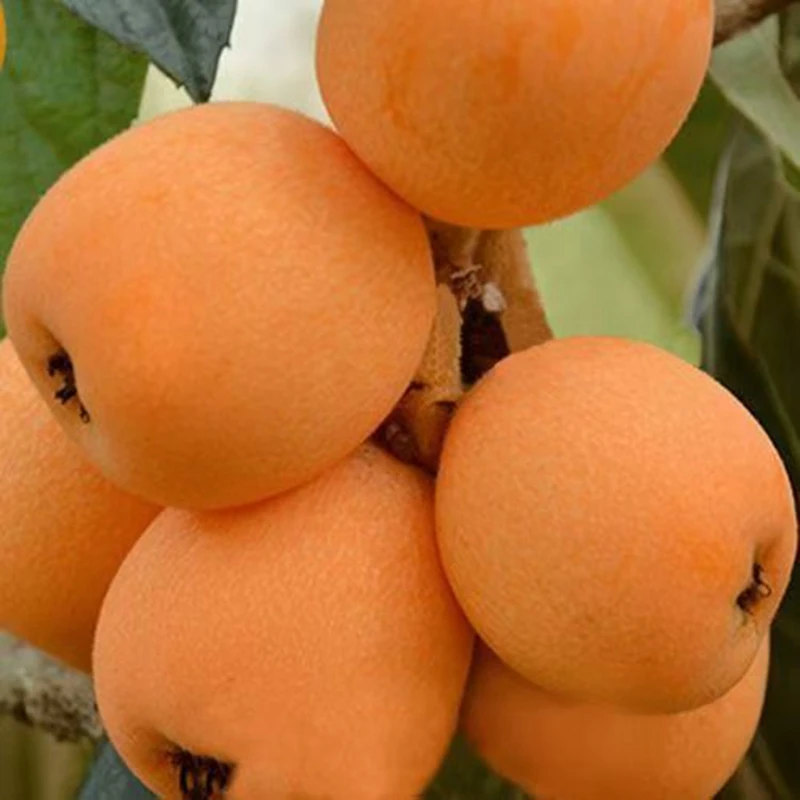 正宗嫁接枇杷树苗大五星沙塘枇杷苗南北盆栽地栽庭院种植果树苗