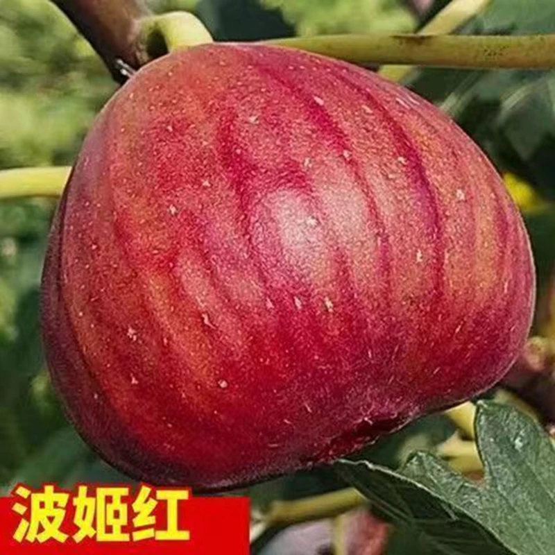 无花果树苗波姬红大果新品种耐寒耐旱盆栽地栽南北方种植当年结果