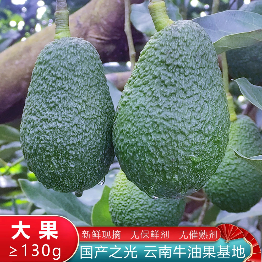 【催熟食用】云南哈斯牛油果130-160g（大果）