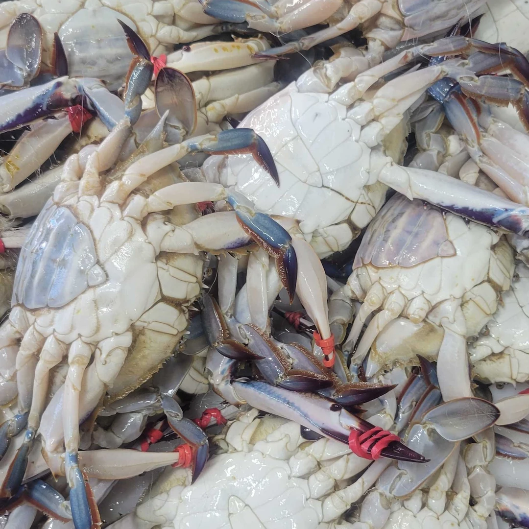 【保鲜不保活】加冰保鲜牺牲梭子蟹3斤装，2－5两，一斤3只左右