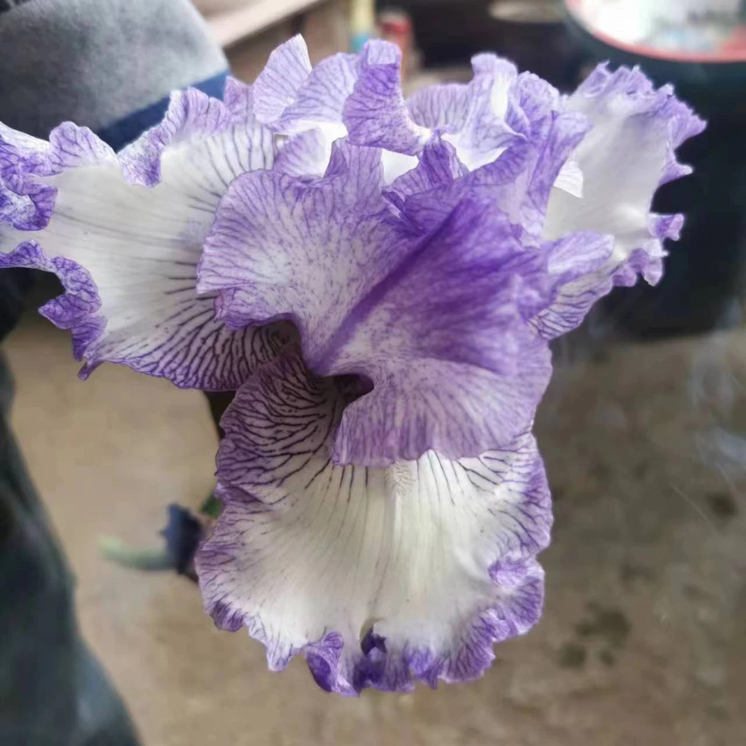 德国鸢尾大胆印花裸根苗一主芽两侧芽