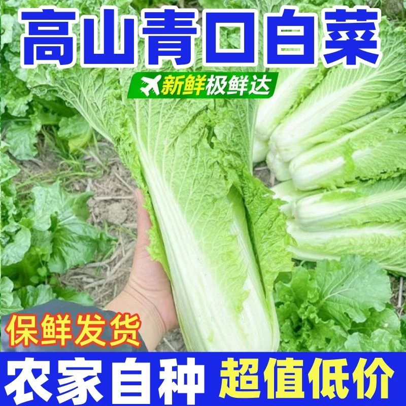 【现摘现发】贵州正宗新鲜青口白菜高山露天种植火锅麻叶白菜当季菜