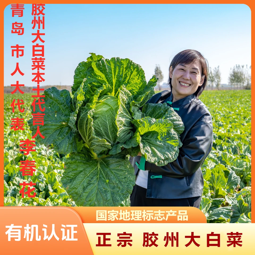 有机认证正宗胶州大白菜豪华礼盒装4.5-14斤左右