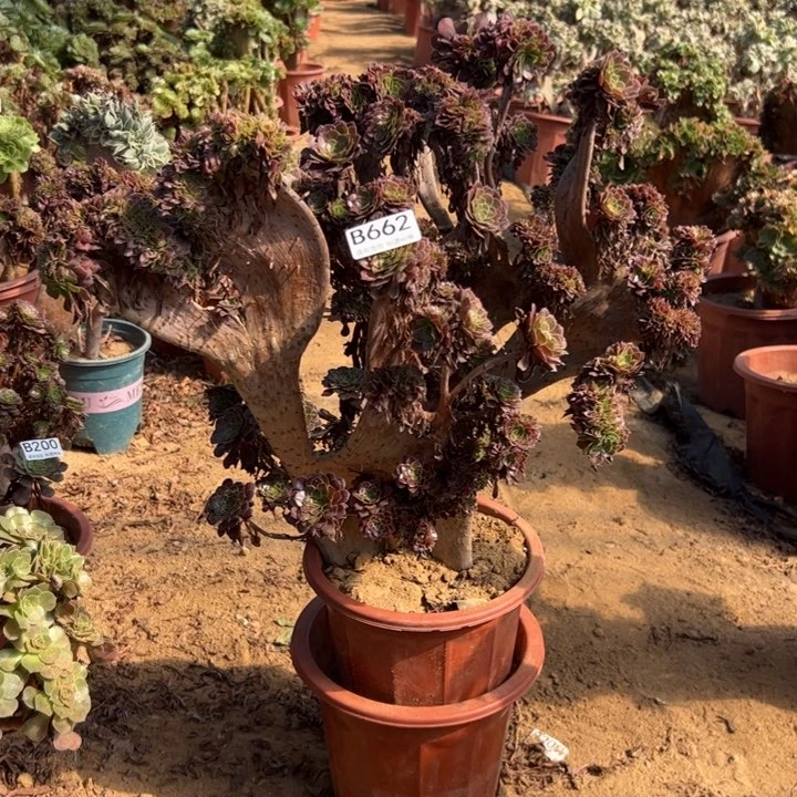 伤多铜壶缀662官府45