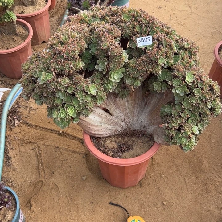 玫瑰缀有伤809冠服58