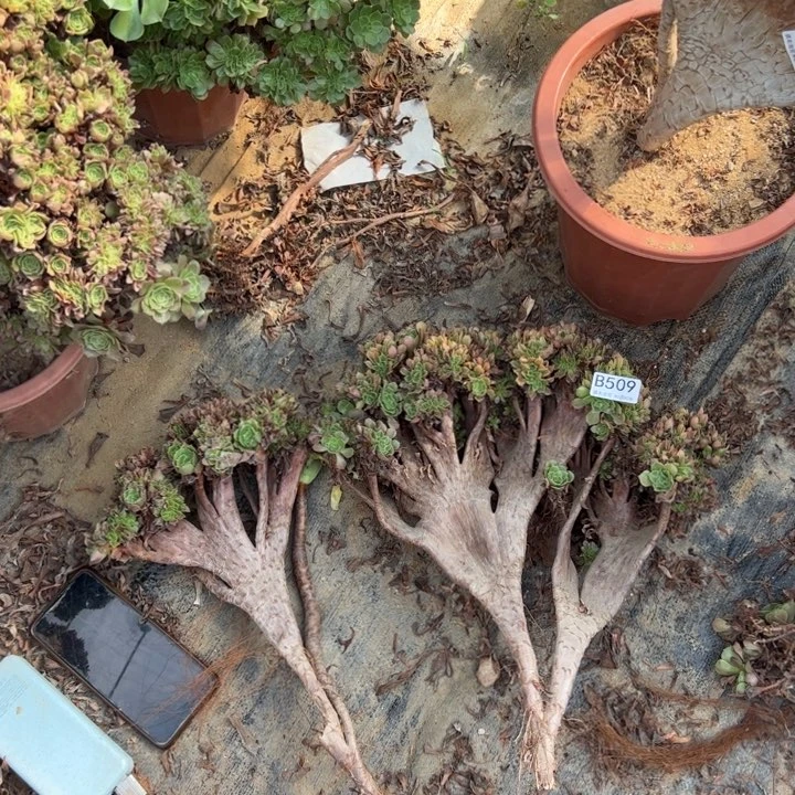 ?****e断枝两个509玫瑰缀