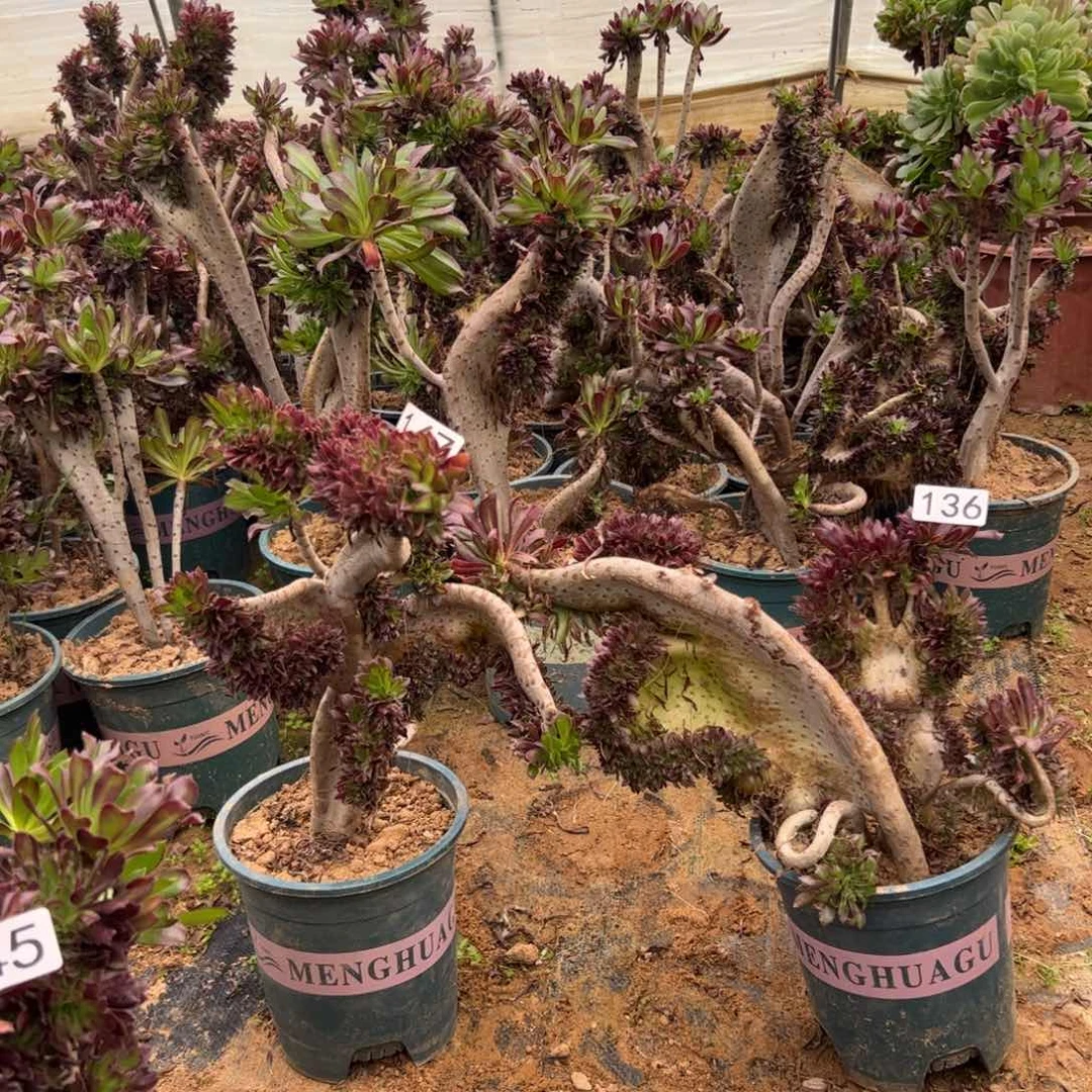 爱*琪有伤两颗147.136高34.30