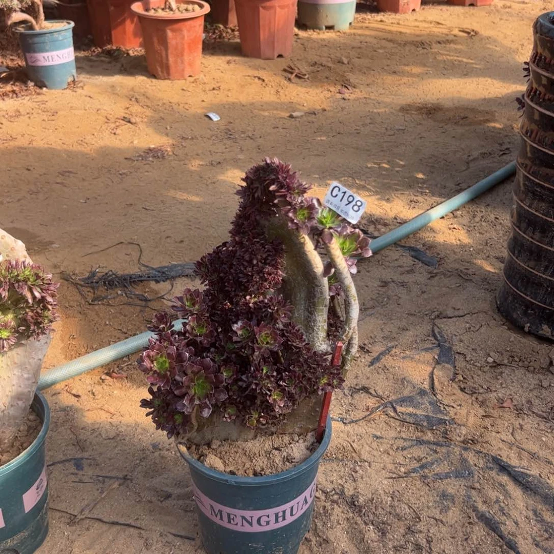 有伤黑朵198高33