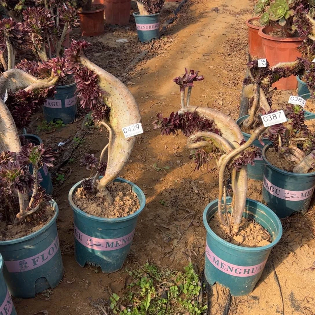 陋*铭有伤两颗429.387高32.30