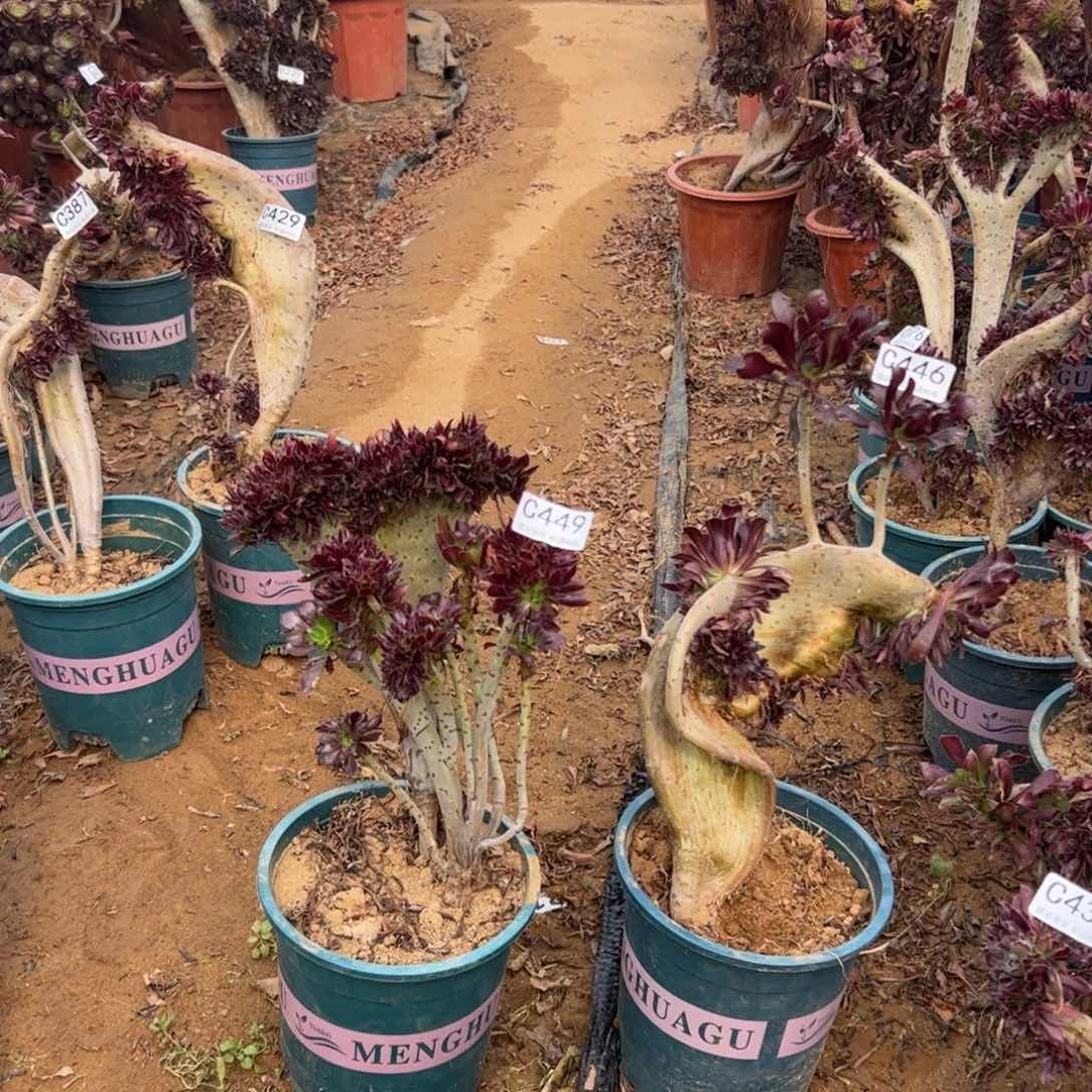 黑缀有伤两颗446.449高28.25