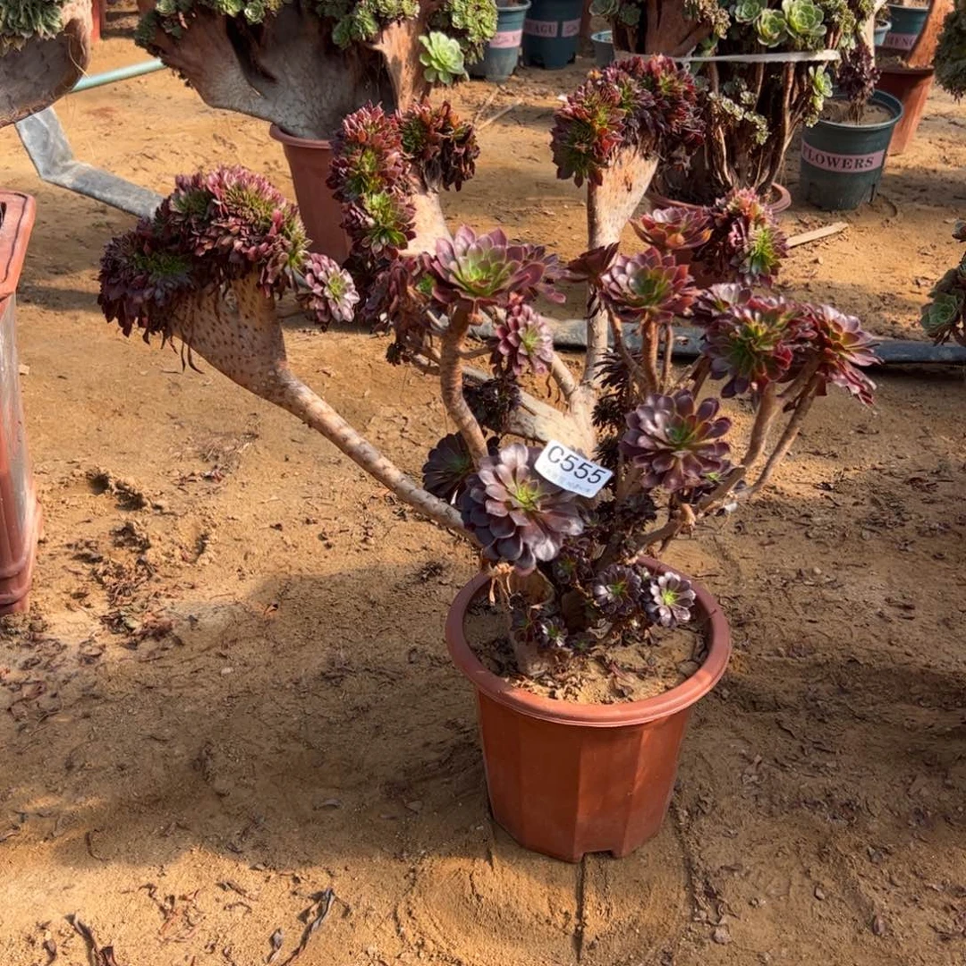 铜壶缀555冠服46中间薄有伤