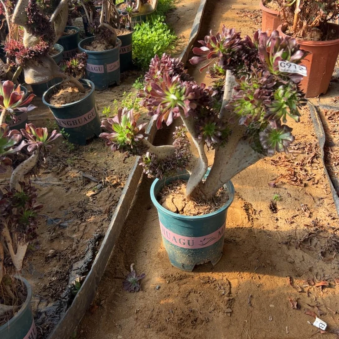 黑缀912高35厘米