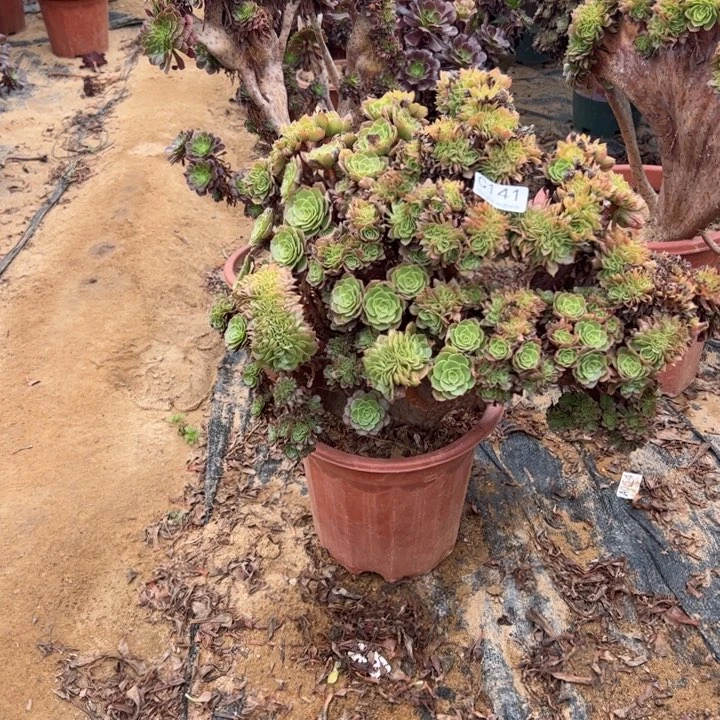 有砍万缀141官府45