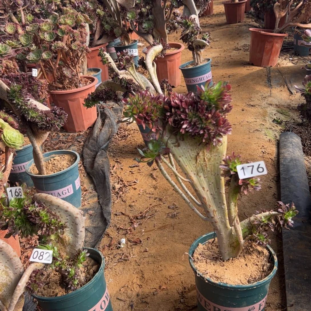 黑缀176高35厘米