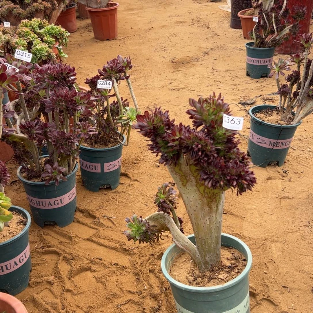 黑缀有伤363高35