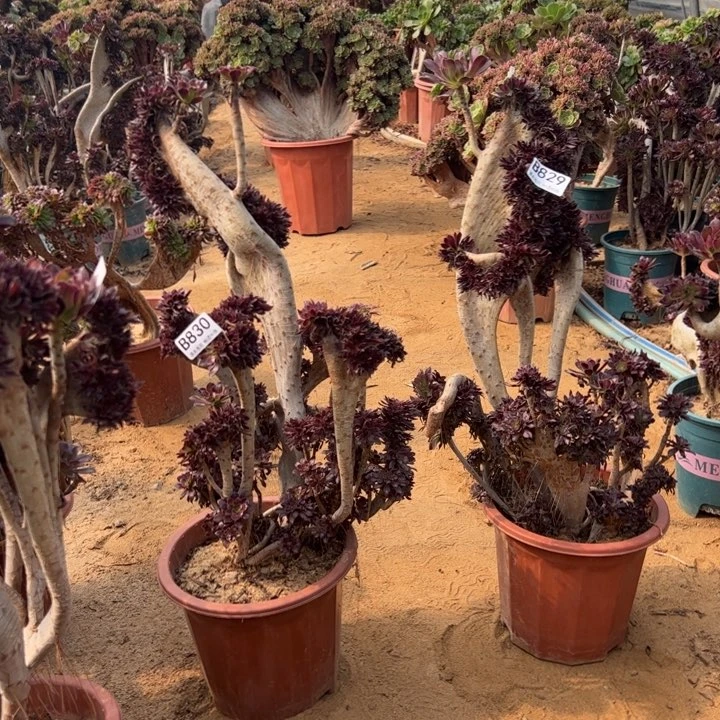 有伤黑缀一对高45