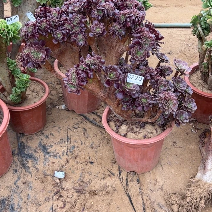 用****0欧紫有伤220官府47