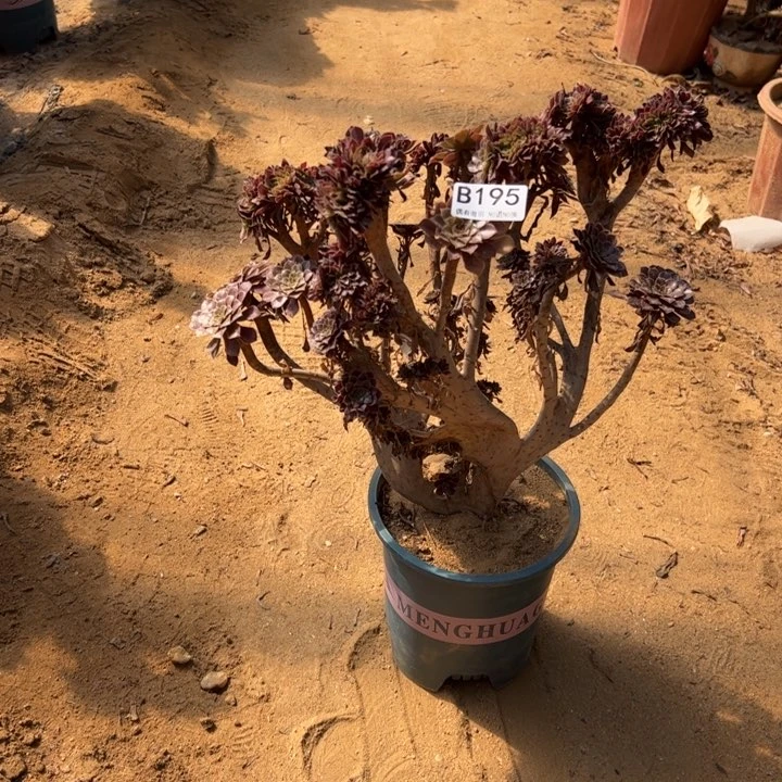 用****8铜壶有伤195官府35