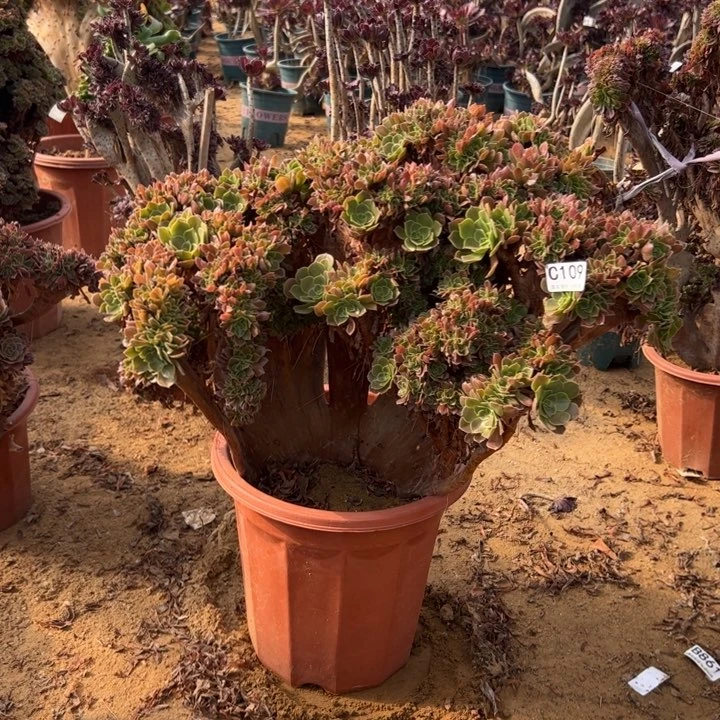 玫瑰缀有伤109官府50