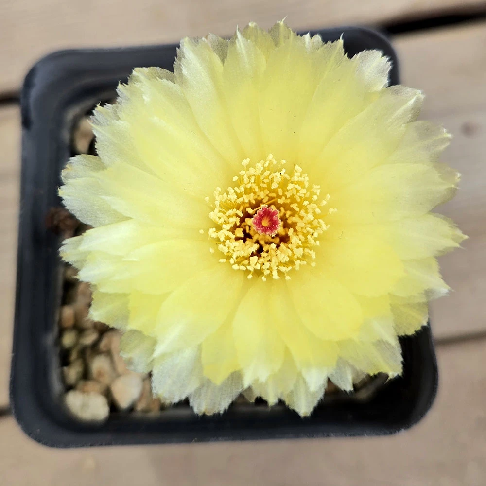 仙人球黄花青王易群开美花仙人球黄色仙人球