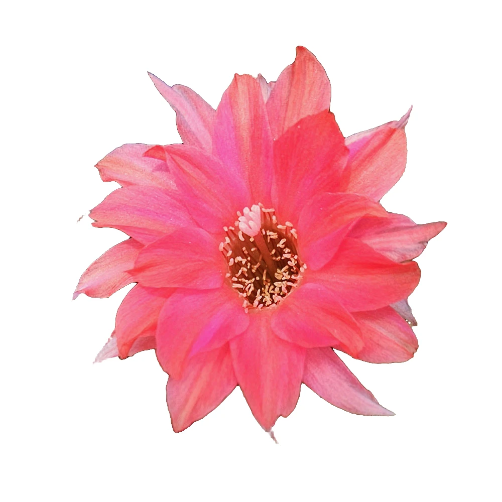 仙人球美花复色白檀开花机器易群开易群生白檀红花西瓜红罗莎