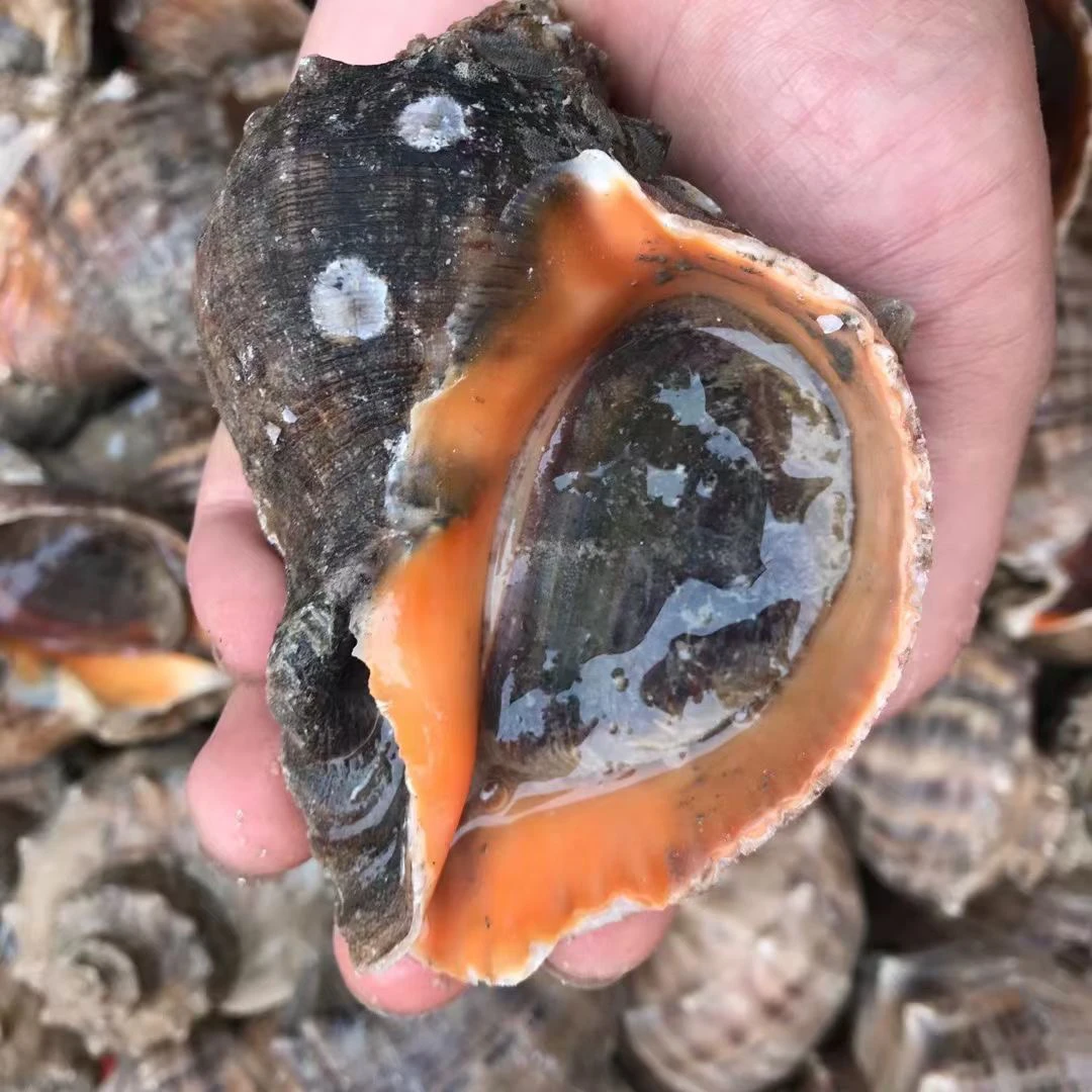 【顺丰】严选海螺 （鲜活发 保新鲜）3斤 连云港发货