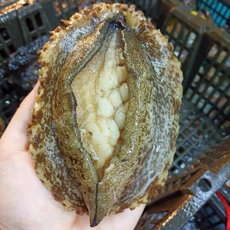 大号鲍鱼肉 九孔鲍鱼手剥纯肉 8颗/500克 鲜冻连云港发货