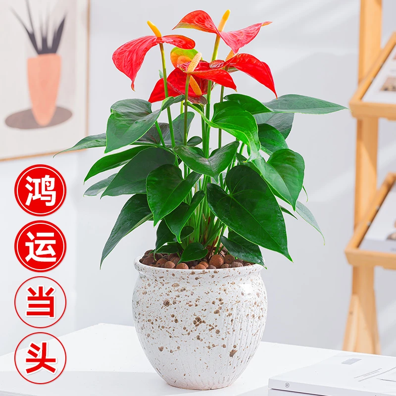 红掌盆栽鸿运当头一帆风顺室内好养四季开花花卉开业送礼前台盆景