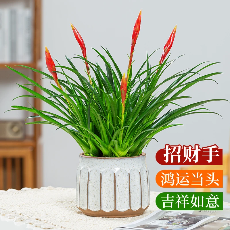 招财手盆栽小辣椒鸿运当头办公室内好养绿植四季常青桌面植物
