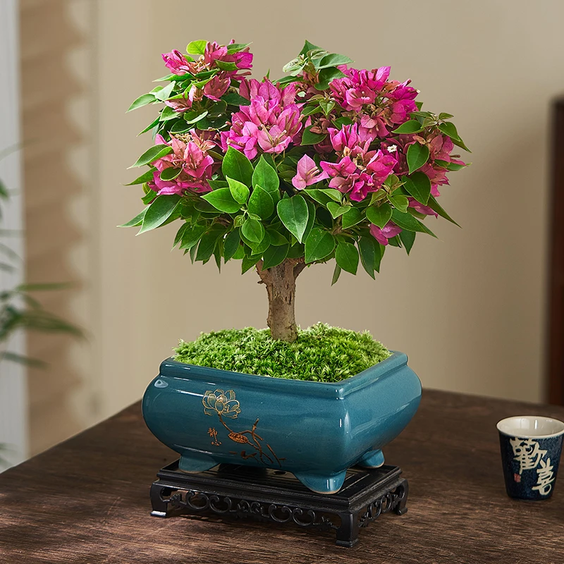 三角梅盆栽老桩矮霸造型花卉绿植室内客厅阳台开花好养盆景植物